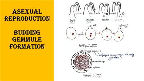 Budding External And Internal Yeast Hydra Gemmule Formation In