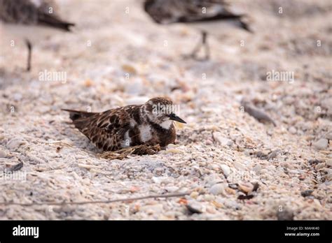 Nesting Ruddy Turnstone Wading Bird Arenaria Interpres Along The