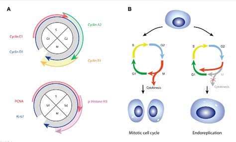 Figure 2 From The Regulation Of Adipocyte Growth In White Adipose