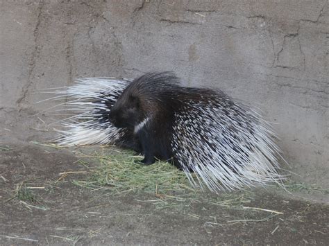 The Online Zoo - African Crested Porcupine
