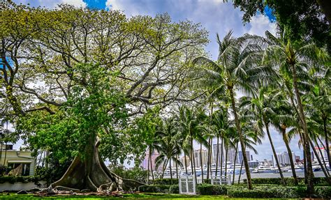 Historic Kapok Tree Over 167 Years Old Palm Beach Fl Flickr