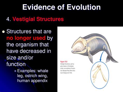 Evolution Part 2 Evidence And Types Ppt Download