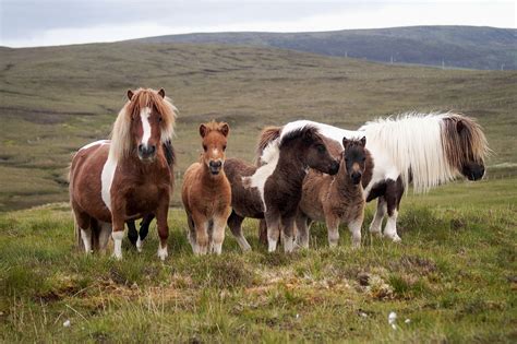 Pony Breeders of Shetland Association | Home