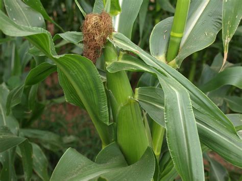 Corn Seedling