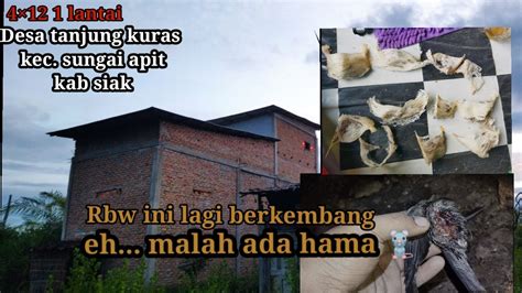 Rbw Sedang Berkembang Ehh Malah Di Serang Hama Tikusgawat