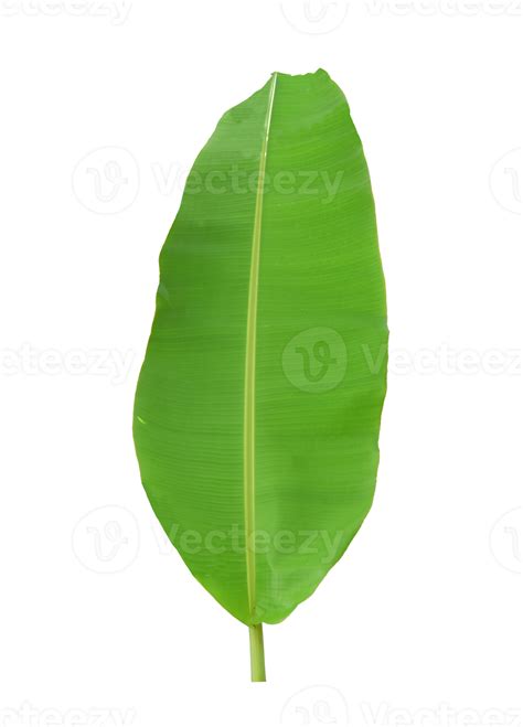 Green Banana Leaf Isolated 18743001 Png