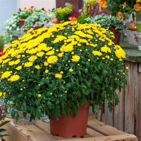 Descubre La Belleza De Las Plantas Con Flores Nombres Y Cuidados Plantasmanía 🌱 🌱