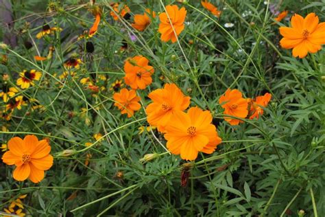 Photo Of The Bloom Of Common Cosmos Cosmos Sulphureus Cosmic Orange