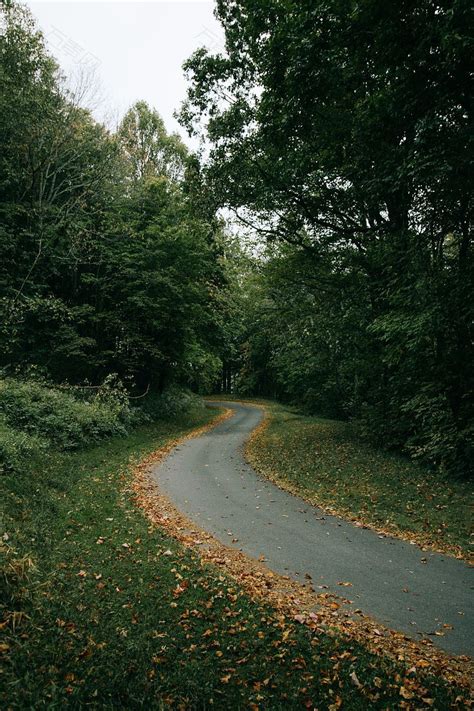 道路森林树木和室外摄影图素材图片下载 万素网