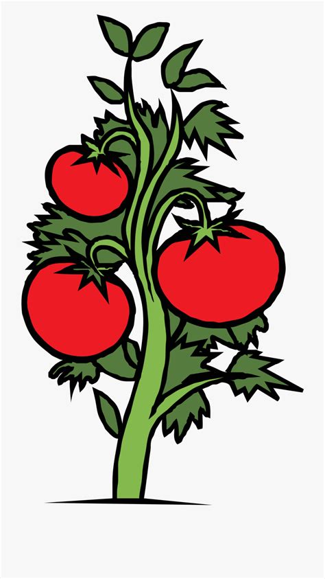 Tomato Plant Clip Art The Hobby