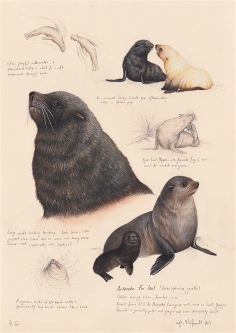 Antarctic Fur Seals Leigh Wolfaardt