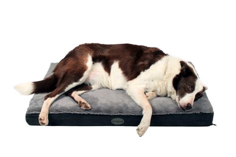 Feria a testé le matelas pour chien à mémoire de forme Nixon de Zolia