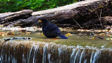 Bird Bath Drinking with Water Splashing from Waterfall Slow Motion ...