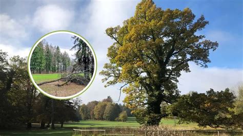 News Historische Parks Leiden Unter Dem Klimawandel