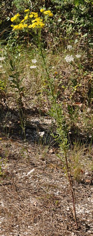 Jacobaea Erucifolia Naturdata Biodiversidade Em Portugal