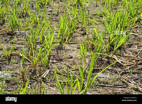 Young Sugar Cane Plants Stock Photo - Alamy