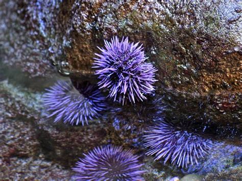 Top Sea Urchin Wallpapers Full Hd K Free To Use