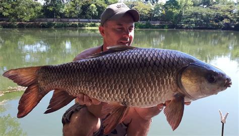 Rohu Labeo Rohita Dreamlake Fishing Resort Chiang Mai Thailand