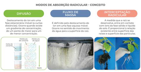 Absorção de Nutrientes SQM VITAS