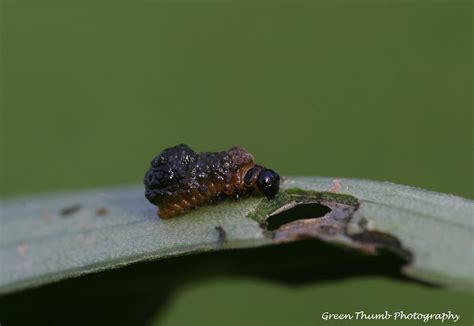 Pei Invasive Species Council Lily Leaf Beetle