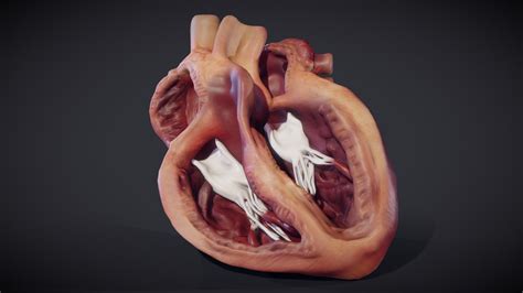 Human Heart Anatomy D