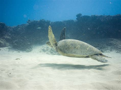 Honolulu Scuba Company | Oahu's Premier Dive Center
