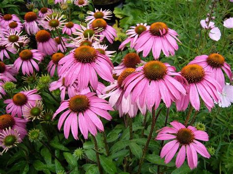 Comment Avoir Un Jardin Fleuri Tout L T Au Potager Bio