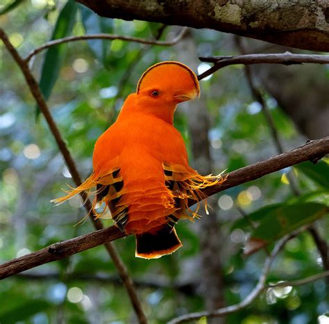 Foto Galo Da Serra Rupicola Rupicola Por Eliane Zaltman Wiki Aves