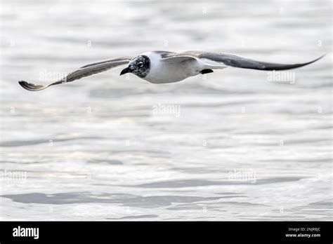 Laughing Gull Over Water Hi Res Stock Photography And Images Alamy