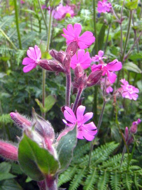 Red Campion Flowers Silene Dioica © Rod Allday Geograph Britain