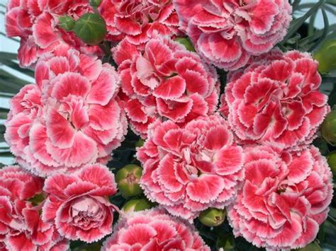 Border Carnation Dianthus Scent First Coral Reef From Growing Colors