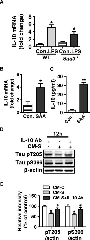 IL 10 Is Required For SAA Induced Reduction Of Tau Phosphorylation A