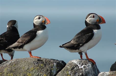 Puffin 'wreck' in Scotland | Centre for Ecology & Hydrology
