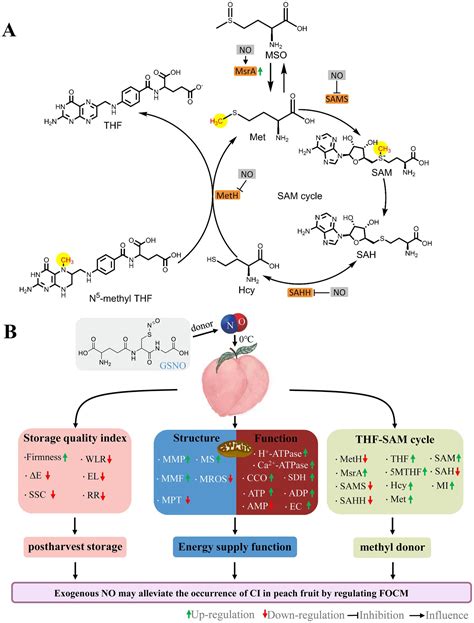 Frontiers Nitric Oxide Modulates Folate Mediated One Carbon