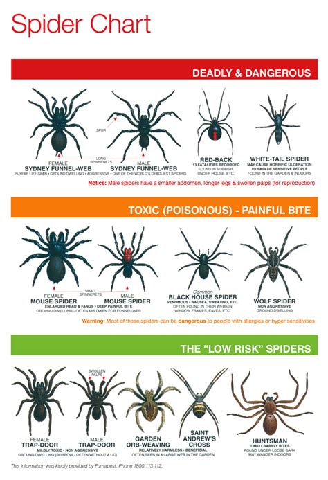 Spider Chart In 2020 Spider Identification Chart Spider Chart | Porn ...