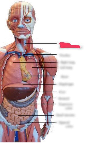 Ventral Body Cavity Organs Flashcards Quizlet