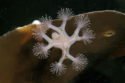 Staurozoa Unusual Stalked Jellyfish In Cold Waters