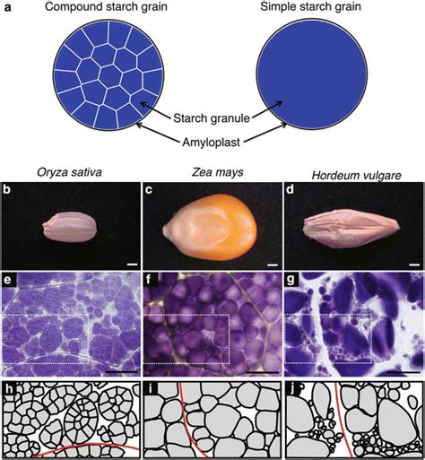 Morphological Variations Of Starch Grains SpringerLink