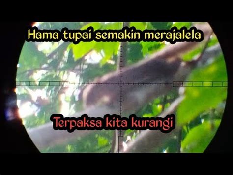 Blusukan Berburu Tupai Di Kebun Sawit Full Shot Snipertenggarong