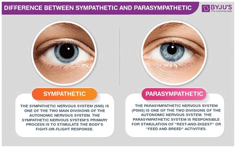 Differences Between Sympathetic And Parasympathetic Nervous System