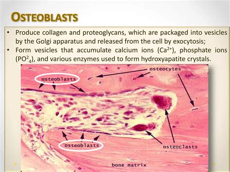 Human Bone Tissue Ppt