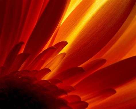 Glowing Flower - Wallpaper, High Definition, High Quality, Widescreen