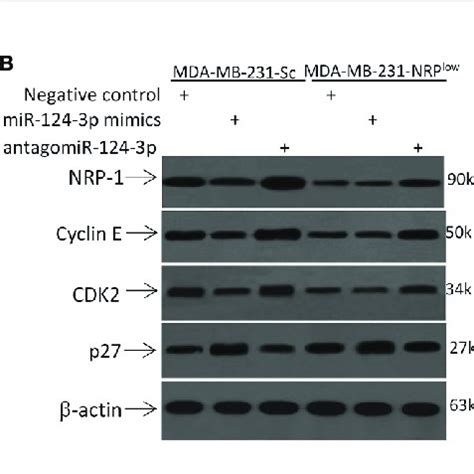 Mir P Regulates Nrp Expression By Binding To The Utr A