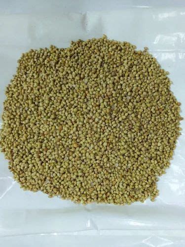 Dried Variety SINDHU CS 2 Dry Dhaniya Powder 500 Gm PP Bag At Best