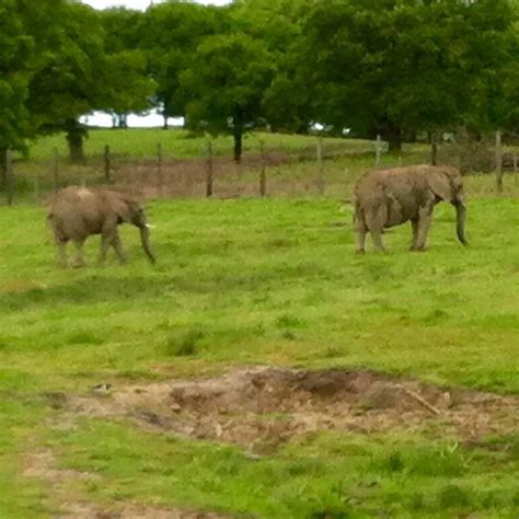 Knowsley Safari Park review - Chilling with Lucas