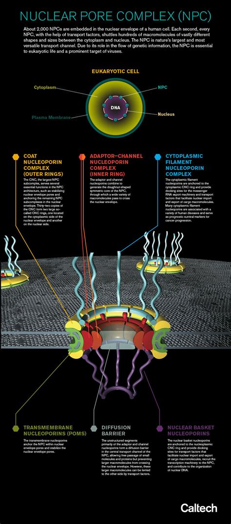 Biochemists Solve The Structure Of Cell S Dna Gatekeeper Caltech Edu