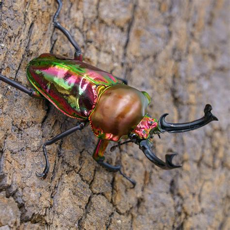 Hobby Insect (@hobbyinsectig) • Instagram photos and videos