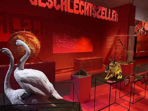 Sex im Tierreich So verführt Natur Baseljetzt