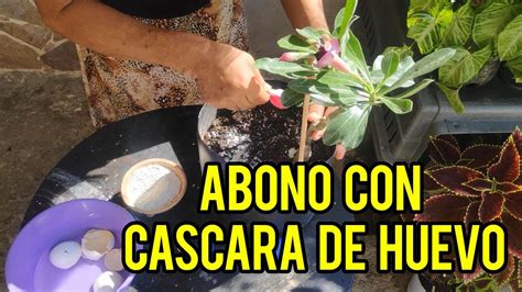 Como Abonar Plantas Con C Scaras De Huevo Youtube