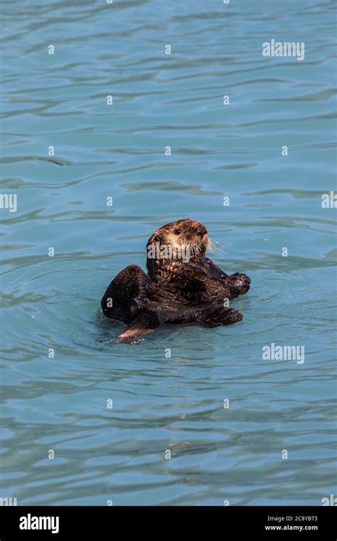 Sea Otter Enhydra Lutris Swimming In Prince William Sound Alaska